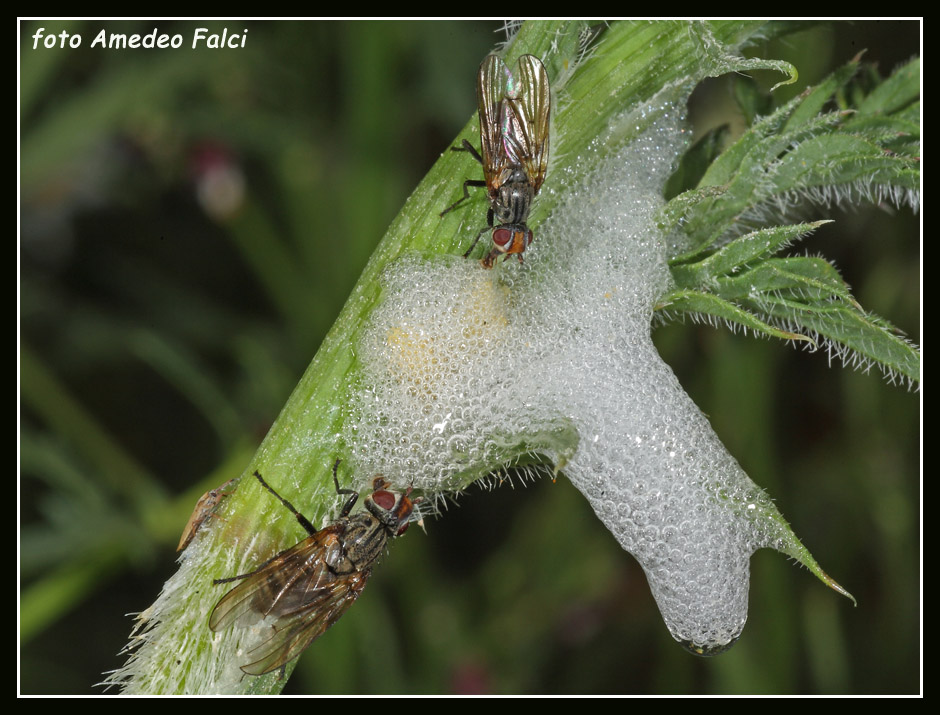 Ulidiidae siciliano delle Madonie (PA)